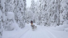 Dog sledding, Swedish Lapland