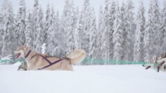 Dog sledding, Swedish Lapland